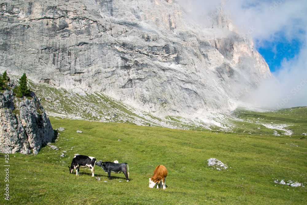 Mucche al pascolo in alta quota, ai piedi del Sassolungo sulle Dolomiti dell'Alto Adige
