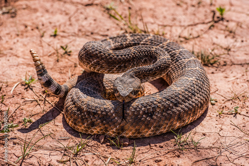rattlesnake ready to strike