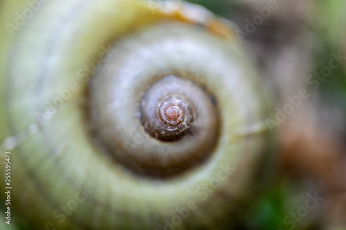 Close up of a spiral is curly shell texture