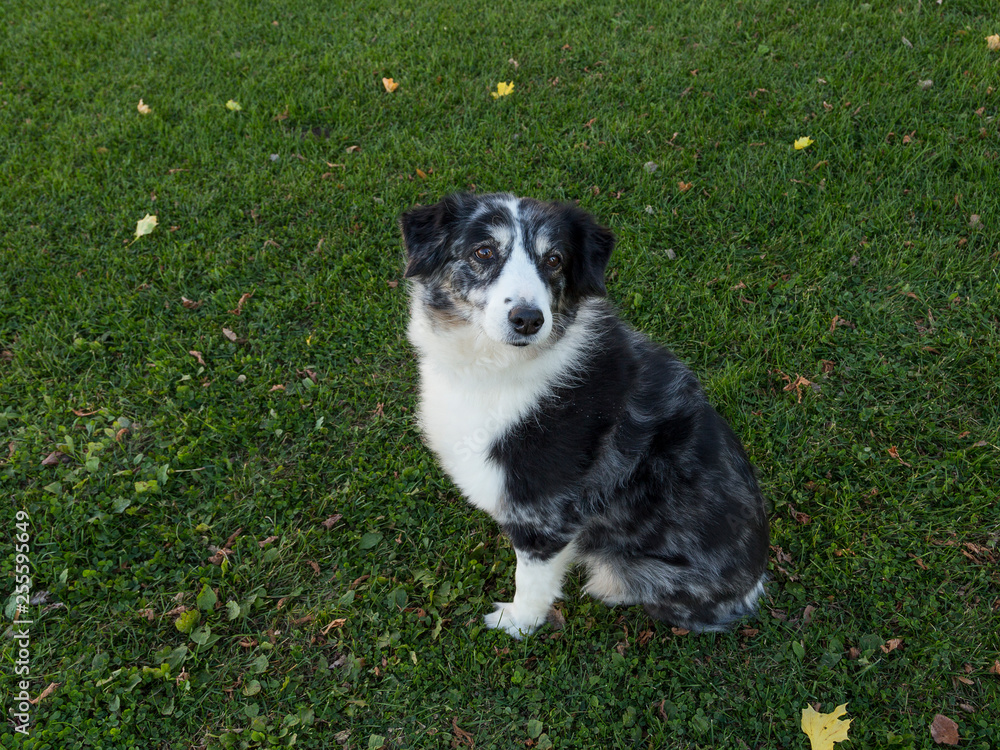 Beautiful black and white Australian Shepherd dog with brown eyes sitting on lawn looking up