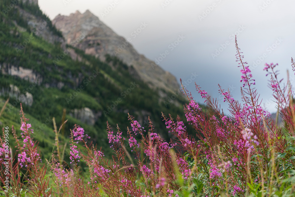 Obraz premium pink flowers in the mountians 