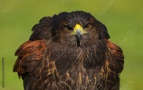 Photography Harris Hawk (Parabuteo unicinctus) close up head and shoulders
