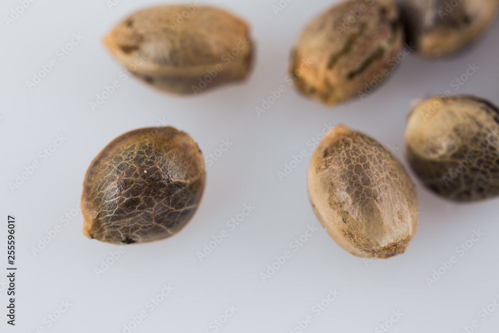 Cannabis Seeds - THC CBD Seeds macro view on the white background. Cannabis Seeds - THC CBD Seeds macro view on the white background.