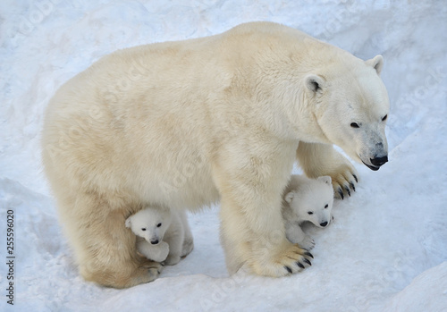 Polar bear with cubs.