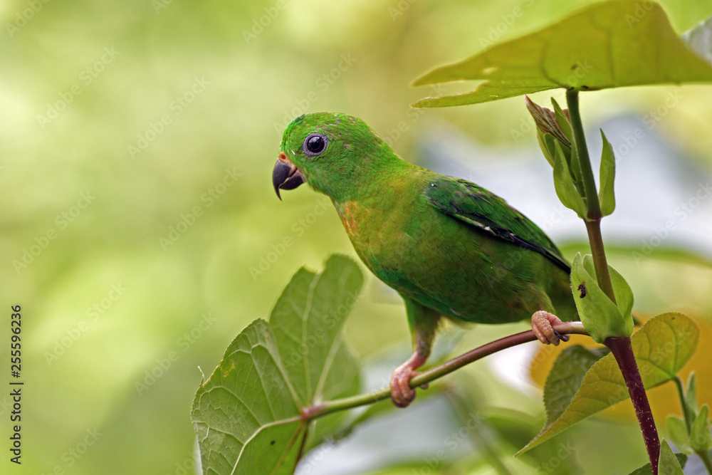Blue-crowned Hanging-parrot