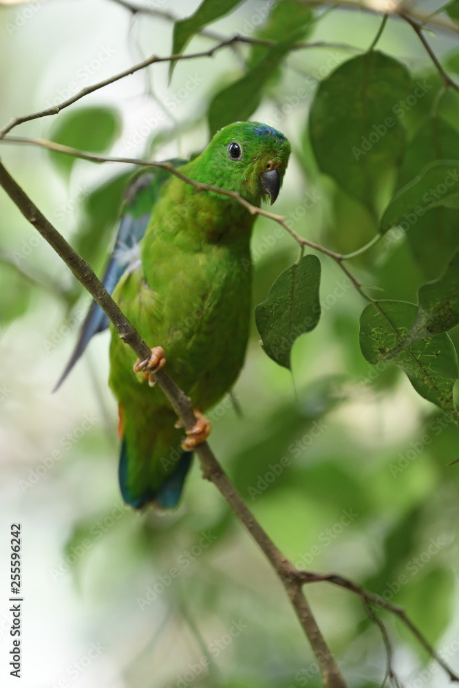 Obraz premium Blue-crowned Hanging-parrot