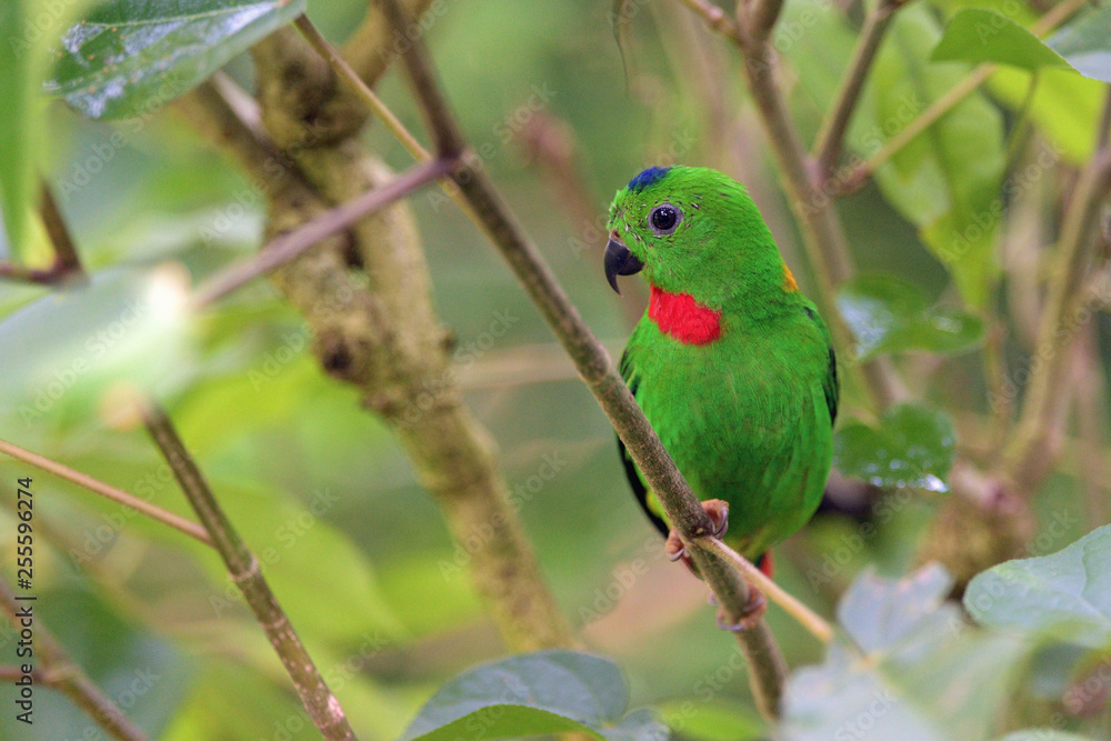 Blue-crowned Hanging-parrot Blue-crowned Hanging-parrot
