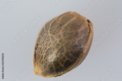Single Cannabis Seed - THC CBD Seeds macro view on the white background.