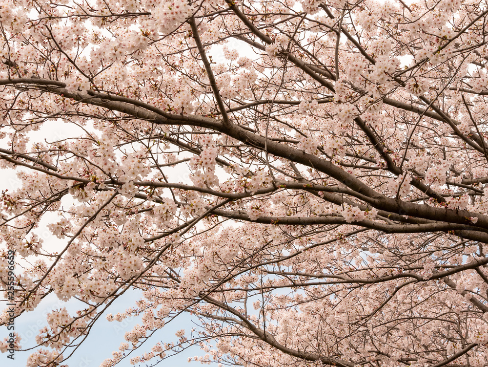 Cherry Blossoms at Sagami River (相模川の桜) in Kanagawa, Japan. Cherry Blossoms at Sagami River (相模川の桜) in Kanagawa, Japan.