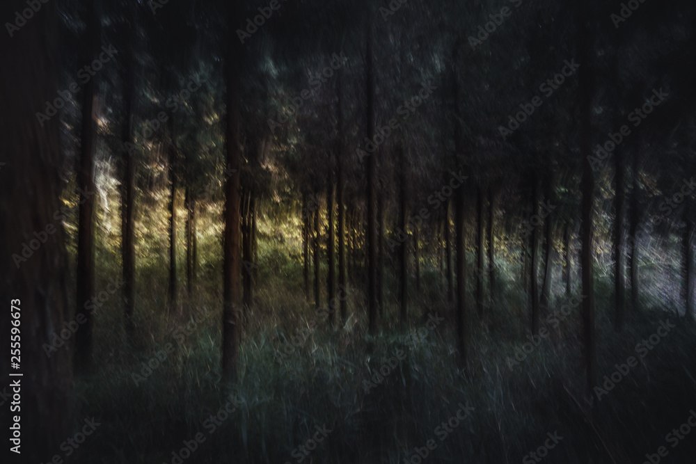 Fototapeta premium abstract forest