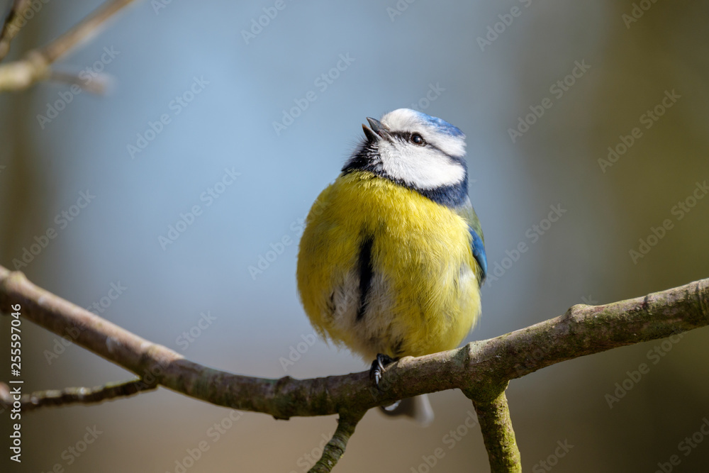 Fototapeta premium Happiness: Jolly blue tit Parus caeruleus on a small branch singing