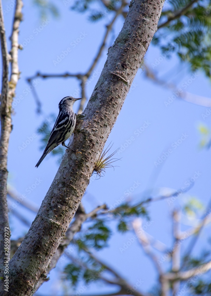 Black-and-white Warbler (Mniotilta varia) Black-and-white Warbler (Mniotilta varia)