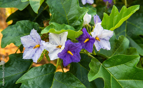Eggplant flowers in white and urple colour on the tree.