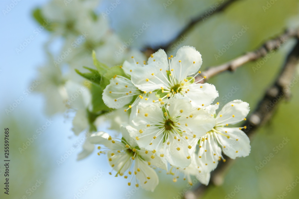 Obraz premium Blossoming apple tree, sunny day