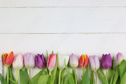 Tulipani colorati su uno sfondo bianco