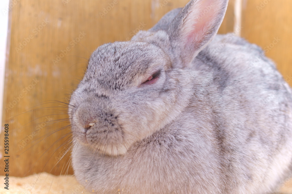 Naklejka premium Ranch Rabbit Feeding