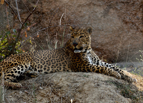 Photography The leopard is one of the five extant species in the genus Panthera, is a member of the Felidae