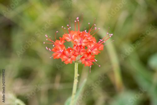 red flower in garden