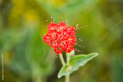 red flower in the garden
