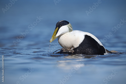 Common eider in water
