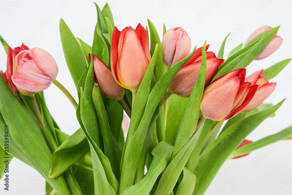 Fototapeta premium Close-up photo of tulips. Perennial herbaceous bulbous plants of the lily family, on a white background.