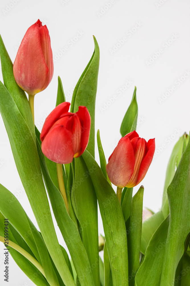 Close-up photo of tulips. Perennial herbaceous bulbous plants of the lily family, on a white background. Close-up photo of tulips. Perennial herbaceous bulbous plants of the lily family, on a white background.