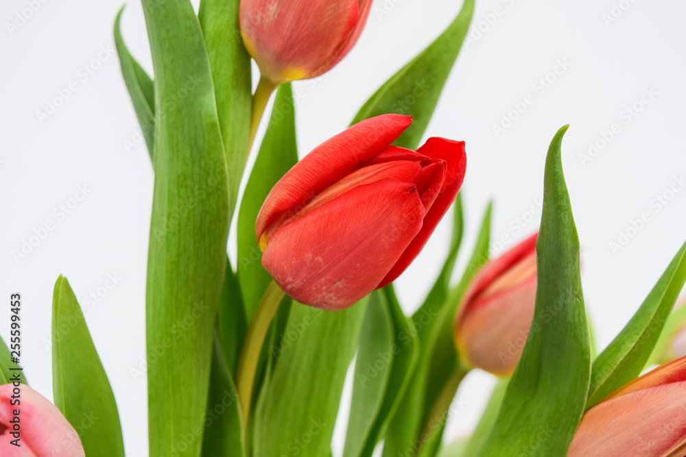 Obraz premium Close-up photo of tulips. Perennial herbaceous bulbous plants of the lily family, on a white background.