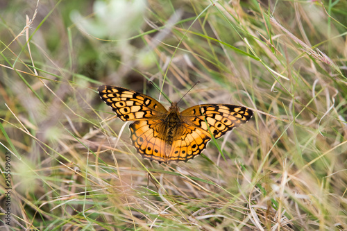 monarch butterfly