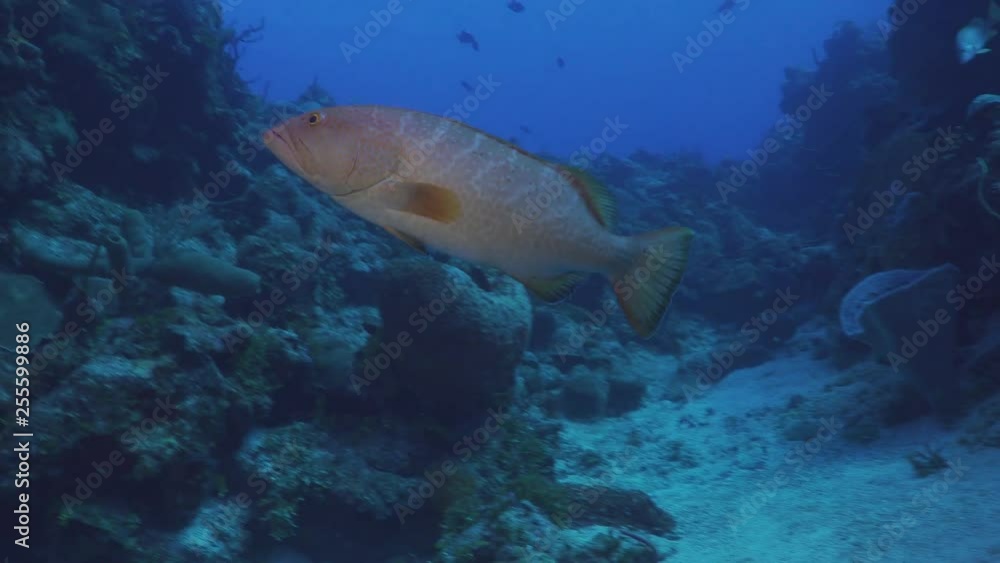 Tiger Grouper Swimming Along Coral Reef Tiger Grouper Swimming Along Coral Reef