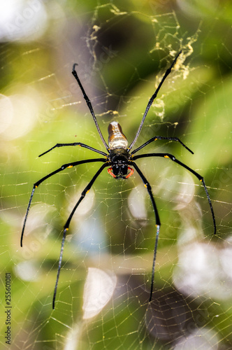 A large northern golden orb weaver or giant golden orb weaver spider Nephila pilipes typically found in Asia and Australia, lichtfield national park © Martin