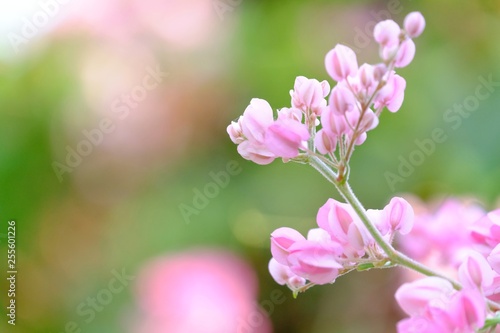 In selective focus a bunch of sweet pink coral vine flower blossom with green nature background 