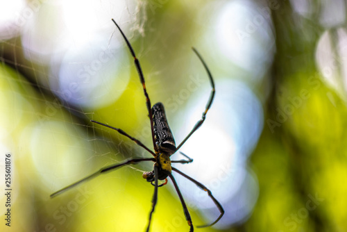 Close-up of a mysterious spider net. spider webs, Sensitive Focus