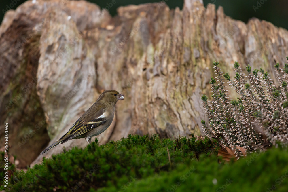 Naklejka premium European Greenfinch in woodland habitat