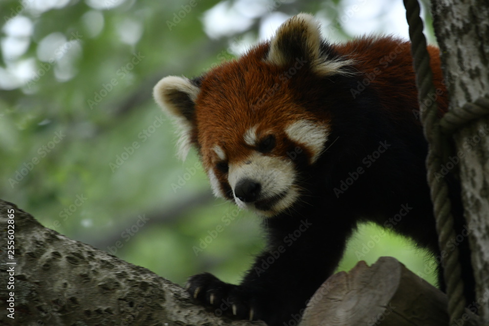 Naklejka premium 動物園
