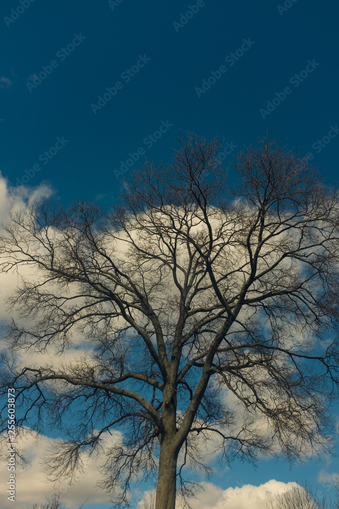 blue sky and oak tree with clouds blue sky and oak tree with clouds