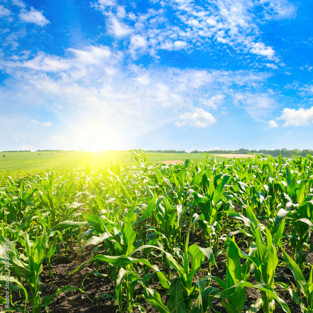 Green corn field and bright sunrise against the blue sky. Green corn field and bright sunrise against the blue sky.