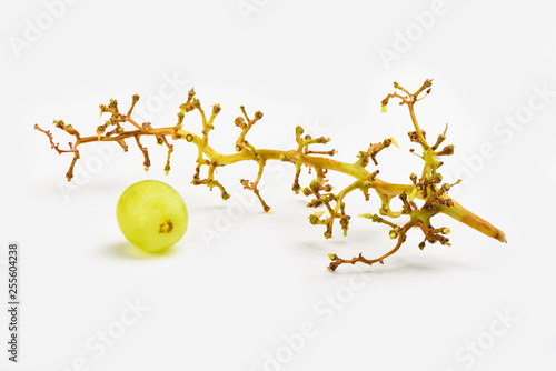 Grape bunch without berries isolated on white background. Grape berry next to the bunch.
