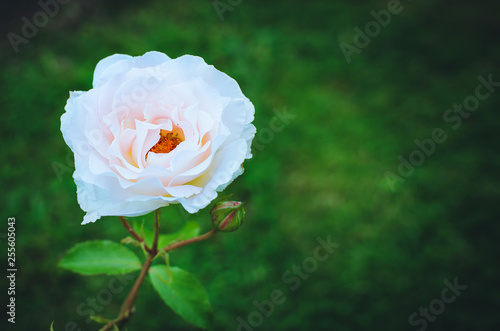Wallpaper Mural Beautiful blooming lonely rose on a green natural background. Place for text. Torontodigital.ca