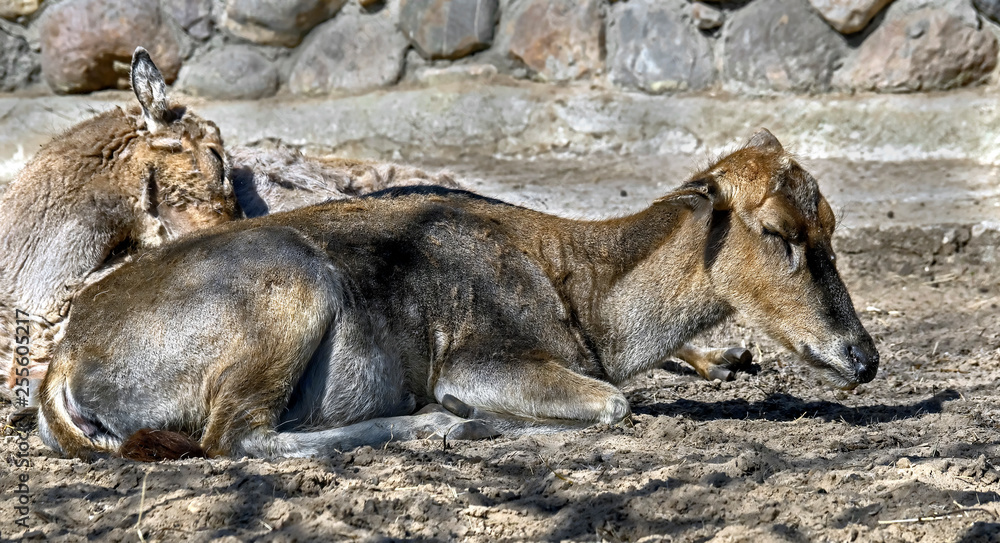 Pere David`s deer female. Latin name - Elaphurus davidianus. These animals are exterminated in the wildlife, live only in zoos Pere David`s deer female. Latin name - Elaphurus davidianus. These animals are exterminated in the wildlife, live only in zoos