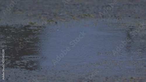 Gentle Rain Causing Ripples in a Puddle in Slow Motion