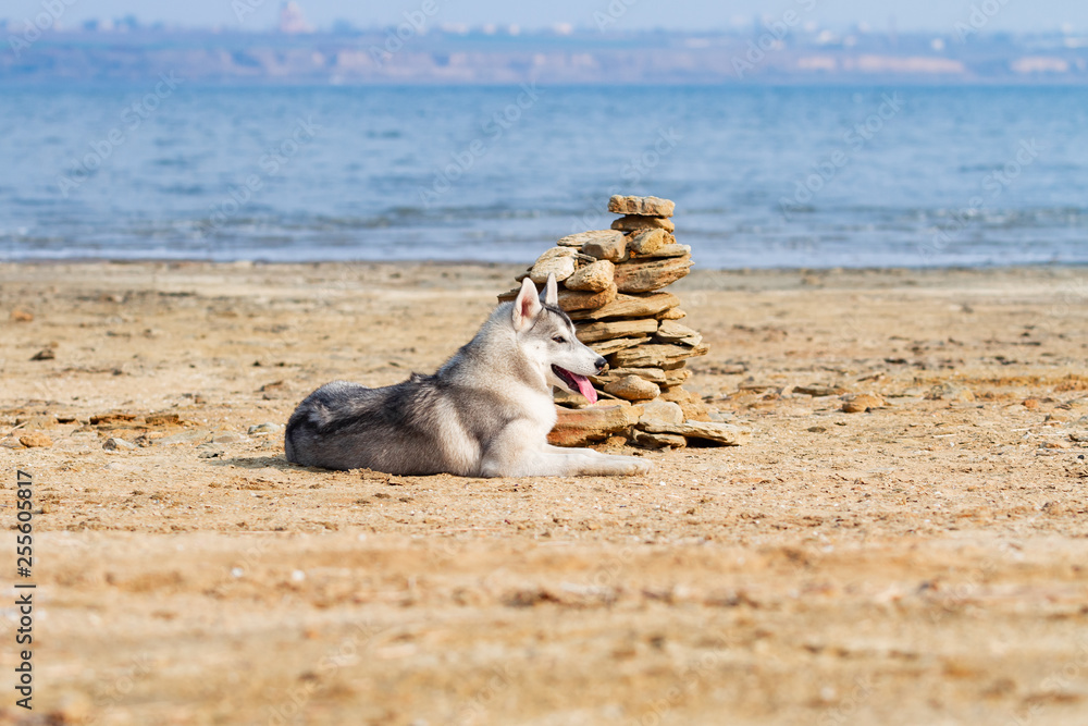 Dog on the beach. Siberian husky enjoying sunny day near the sea.