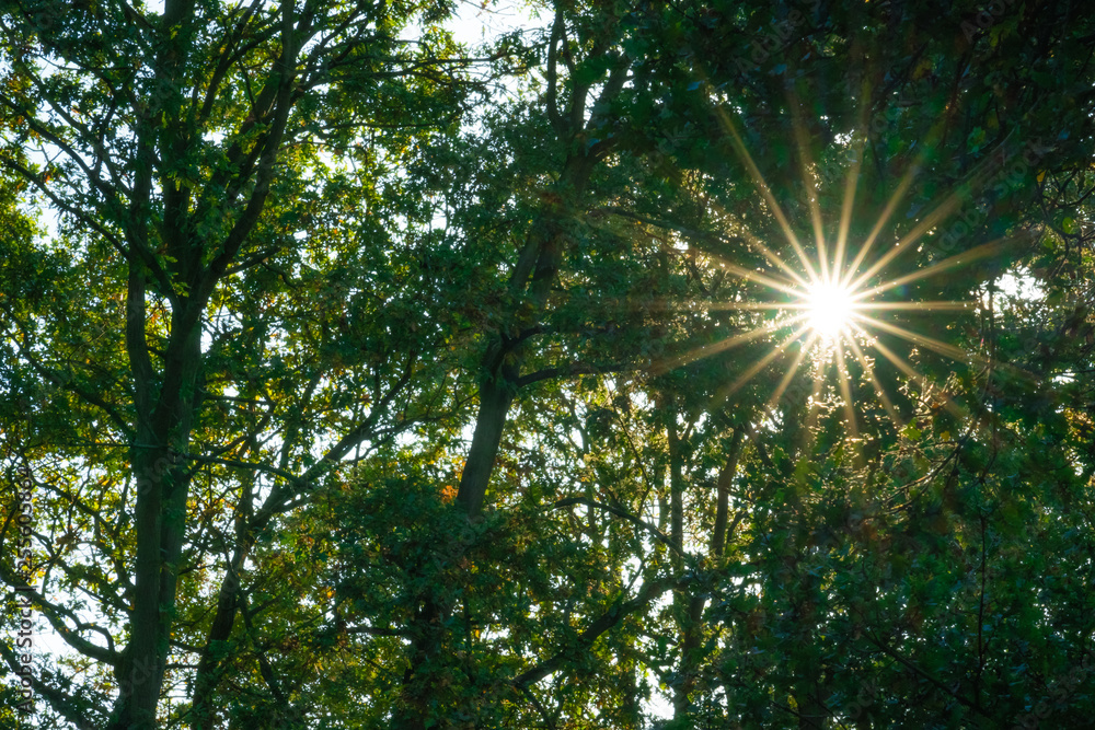Sunrays in the summer forest woods Sunrays in the summer forest woods