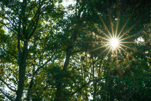 Sunrays in the summer forest woods