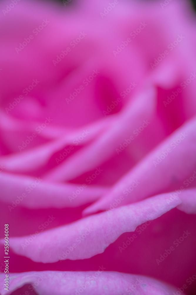 Fragile petals of a pink rose Fragile petals of a pink rose