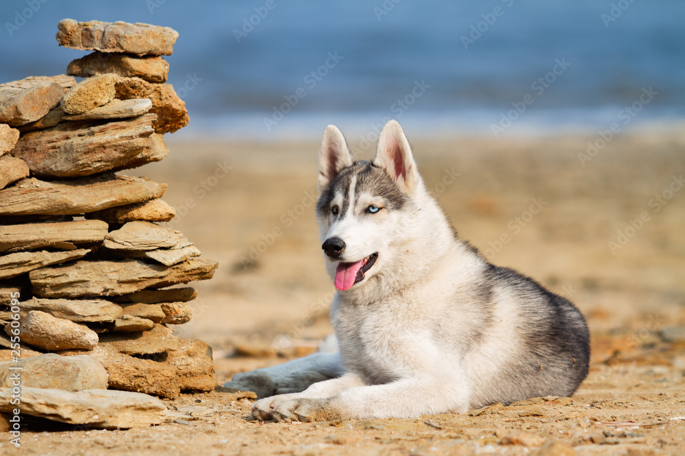 Dog on the beach. Siberian husky enjoying sunny day near the sea. Dog on the beach. Siberian husky enjoying sunny day near the sea.