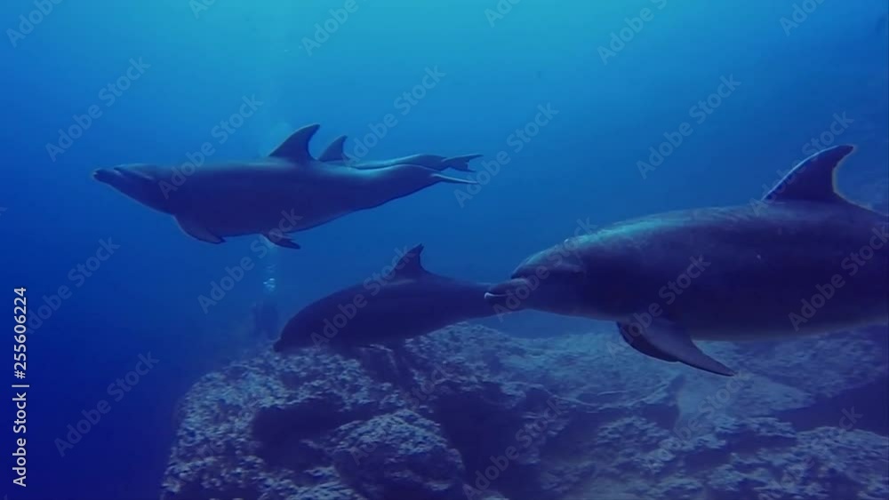 Bottlenose Dolphins Pass By Scuba Divers Bottlenose Dolphins Pass By Scuba Divers