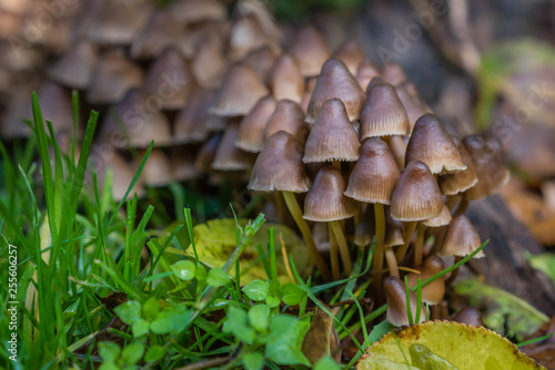 Batch of beautiful small mushrooms