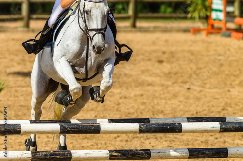 Horse Gray Show Jumping Closeup Abstract Poles Partial Rider Outdoors