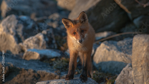 Fototapeta Naklejka Na Ścianę i Meble -  Nordic fox (vulpes)