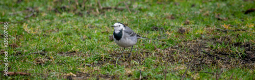 Wallpaper Mural Bergeronnette grise Torontodigital.ca